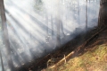 Foto: FF Pernitz 20061009_waldbrand_gutenstein_03