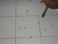 20061107_wespen-woe_02