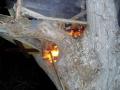 Foto: FF Katzelsdorf 20070310_be_baumhaus_01