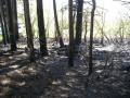 20070415_waldbrand_maiersdorf_01