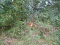 20070803_be-katzelsdorf_01