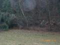 20080127_ramona_sturm_03