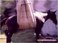 Foto: FF Frohsdorf 20080417_pferd_01