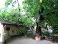 Foto: FF Oed 20080707_uwoed_090