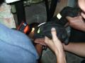 Foto: FF Wiener Neustadt 20080910_20080910_tierrettung_in_wiener_neustadt_01