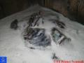 20090404_be_01 20090404_be_01