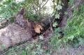 20090609_te_frohsdorf_007