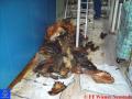 Foto: FF Wiener Neustadt 20091001_be_salesianer_02