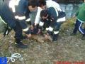 Foto: FF Wiener Neustadt 20091001_tierrettung_01