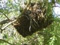 bienen-zillingdorf-werk2