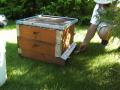 bienen-zillingdorf-werk3