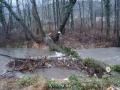 20110114_ffop_baum5