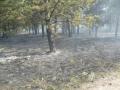 20110607_waldbrand_10