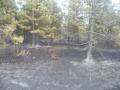 20110607_waldbrand_5