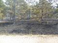 20110607_waldbrand_9