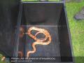 20110608_schlange_01