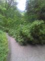 20110619_ffop_baum1