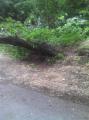 20110619_ffop_baum2