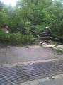 20110619_ffop_baum3