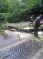 20110619_ffop_baum5