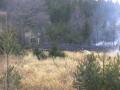 20120322_waldbrand_frohsdorf_002