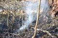 Foto: Einsatzdoku.at 20120322_waldbrand_winzendorf_001