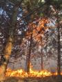 20120325_waldbrand_wrn_006