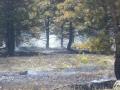 20120509_waldbrand_gm_5