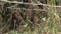 20130806_waldbrand_katzelsdorf_008