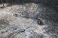 Foto: FF Wiener Neustadt 20130808_waldbrand_weikersdoerf_ff_wrn_309