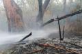 Foto: FF Wiener Neustadt 20130808_waldbrand_weikersdoerf_ff_wrn_397