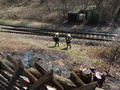 Foto: FF Ober-Piesting 20140311_wald_bb04