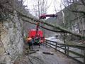 20150123_baum_am_radweg_001