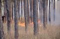 20150807_waldbrand_haschendorf_002