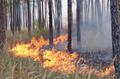20150807_waldbrand_haschendorf_004