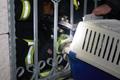 Foto: Presseteam FF Wr. Neustadt 20161210_tierrettung_wr_neustadt_002