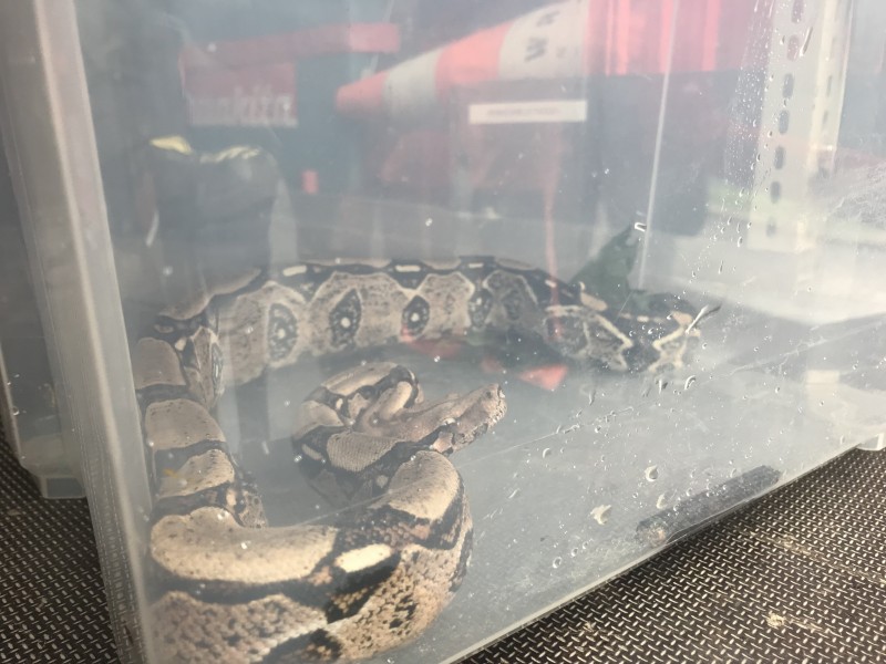 20190509 tierrettung ffwrn 002