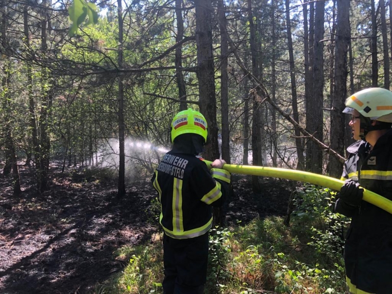 20190604 waldbrand foehrenwald 003