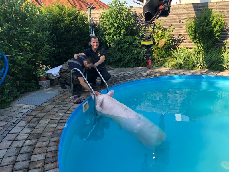 20190703 tierrettung lichtenwoerth ffwrn 001