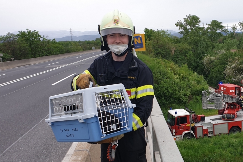 20210512 tierrettung schnellstrasse ff wrn 002