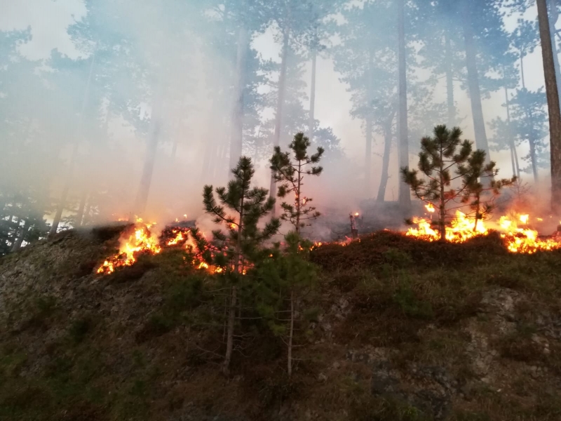 20210606 Waldbrand steinapiesting KHG 003