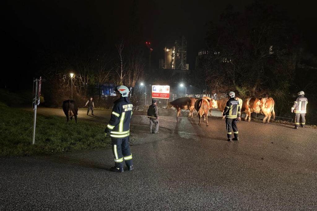 FF Wopfing - Tierrettung - Feuerwehrmitglieder mit den entlaufenen Kühen 