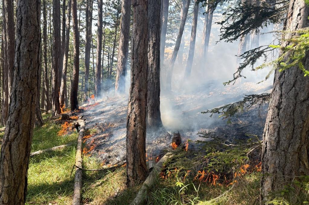 Weiterer Waldbrand im Abschnitt Gutenstein